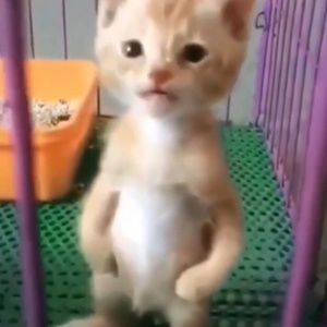 Meet your Posher, Elijah